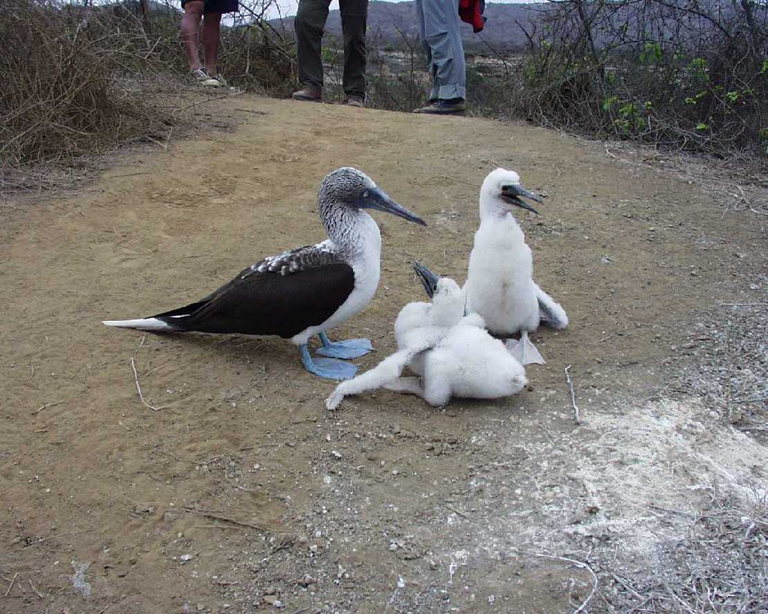 Blaufutlpel auf der Isla de la Plata