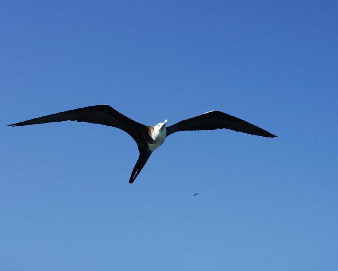 Galapagos San Cristobal Fregattvogel