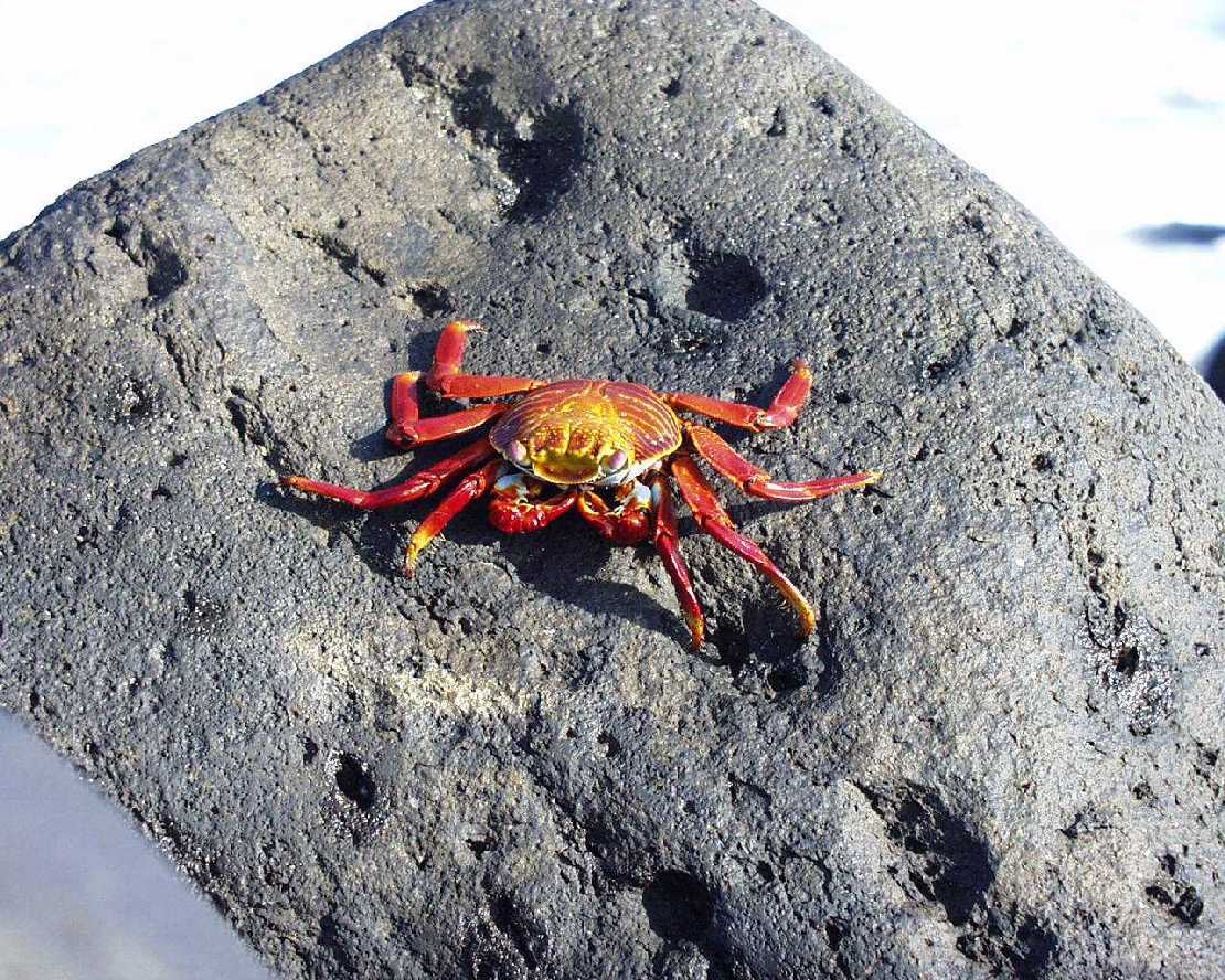 Galapagos San Cristobal Klippen-Krabbe