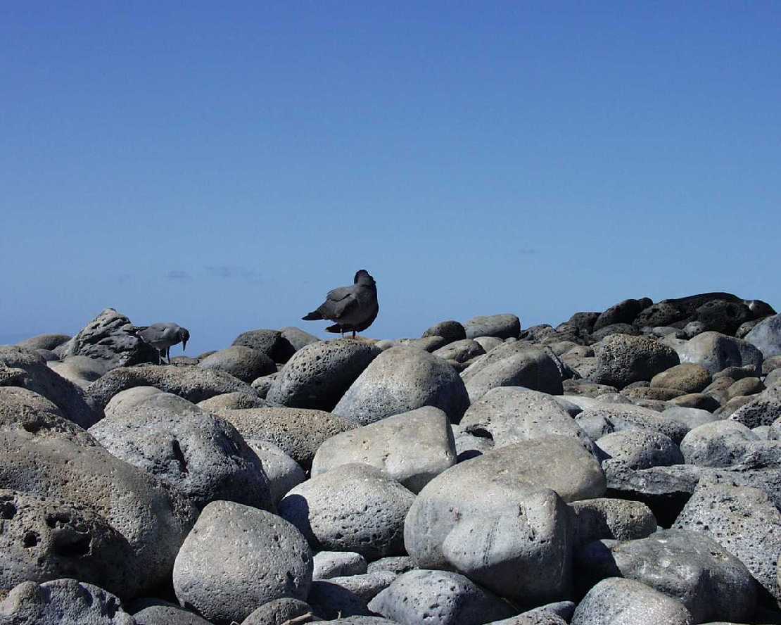 Galapagos San Cristobal Lavamve