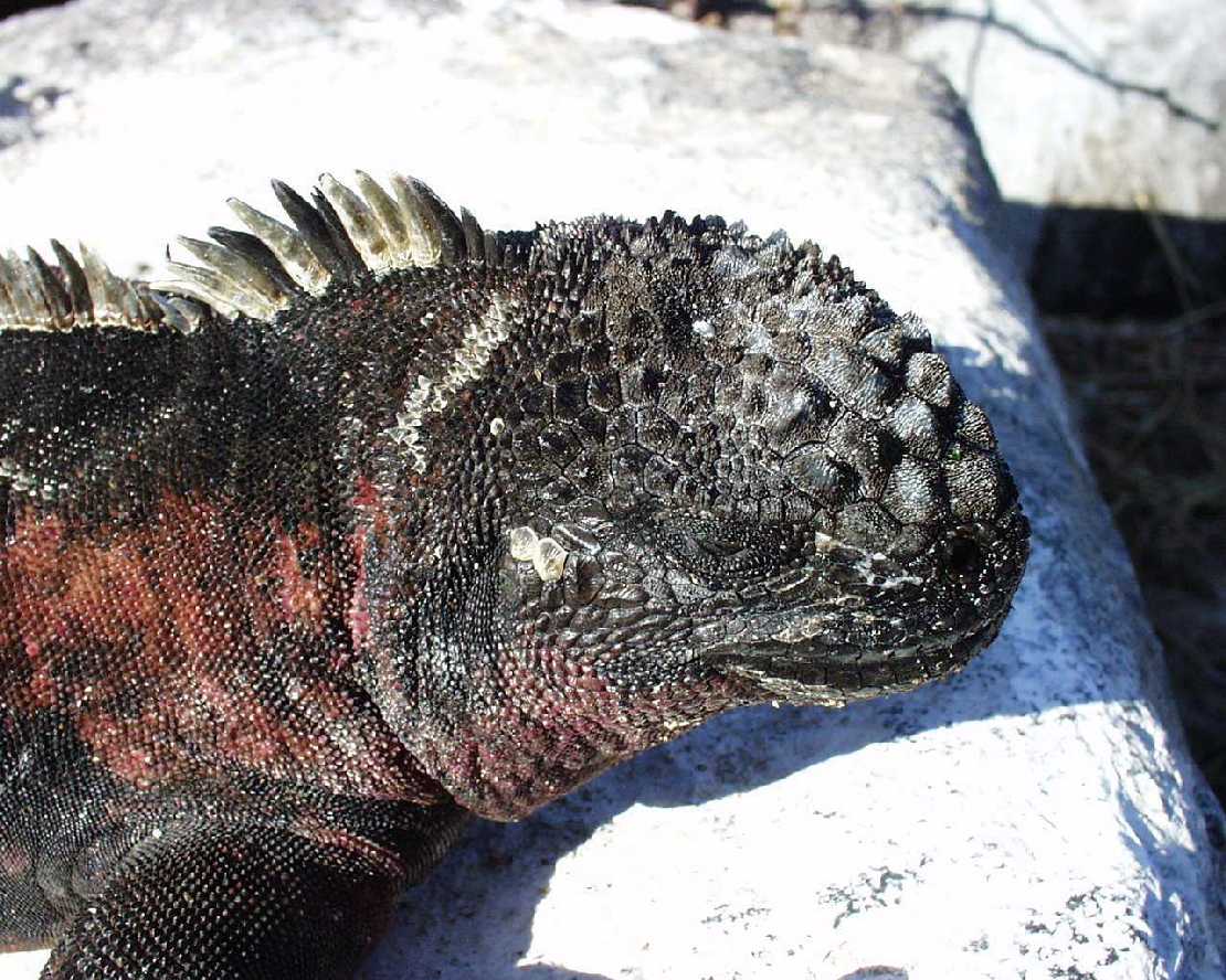 Galapagos Isla Espanola (Hood) Roter Meeresleguan