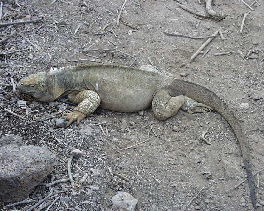 Galapagos Isla Santa Fe, Landleguan