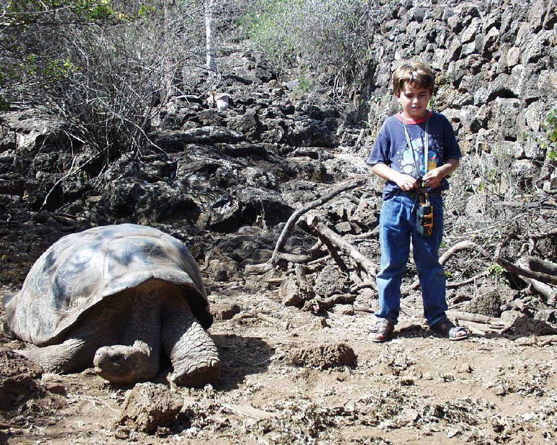 Galapagos Puerto Ayora auf Santa Cruz Riesenschildkrten in der Charles-Darwin-Station