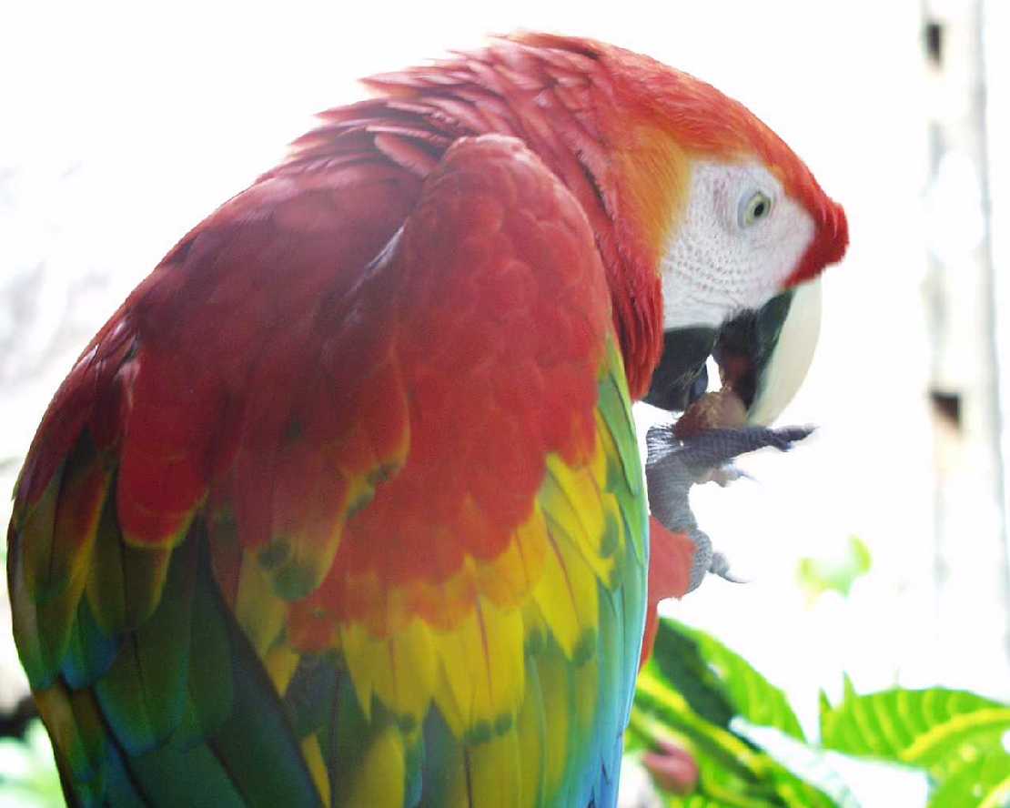 Roter Ara